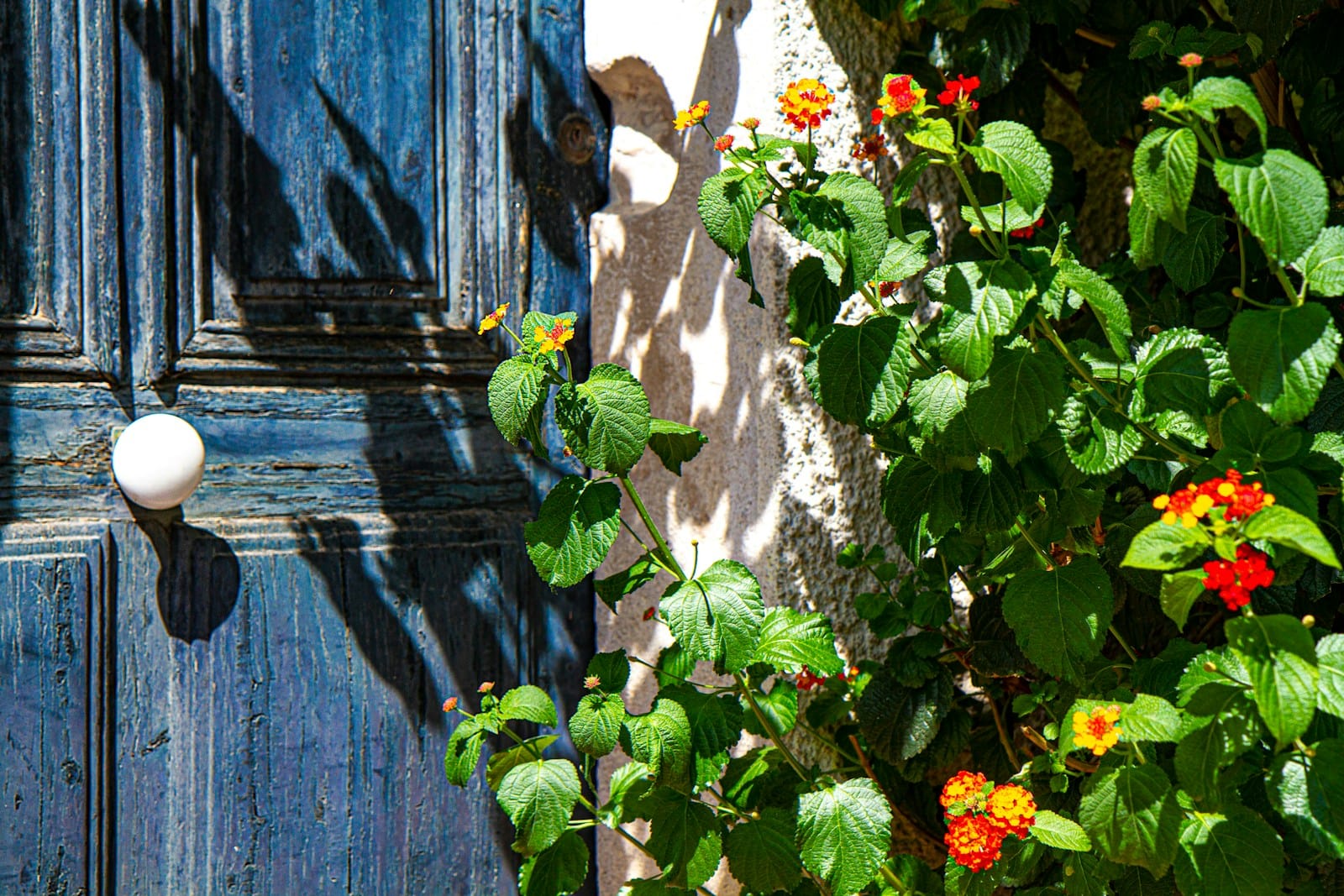 green and red plant beside blue wooden door