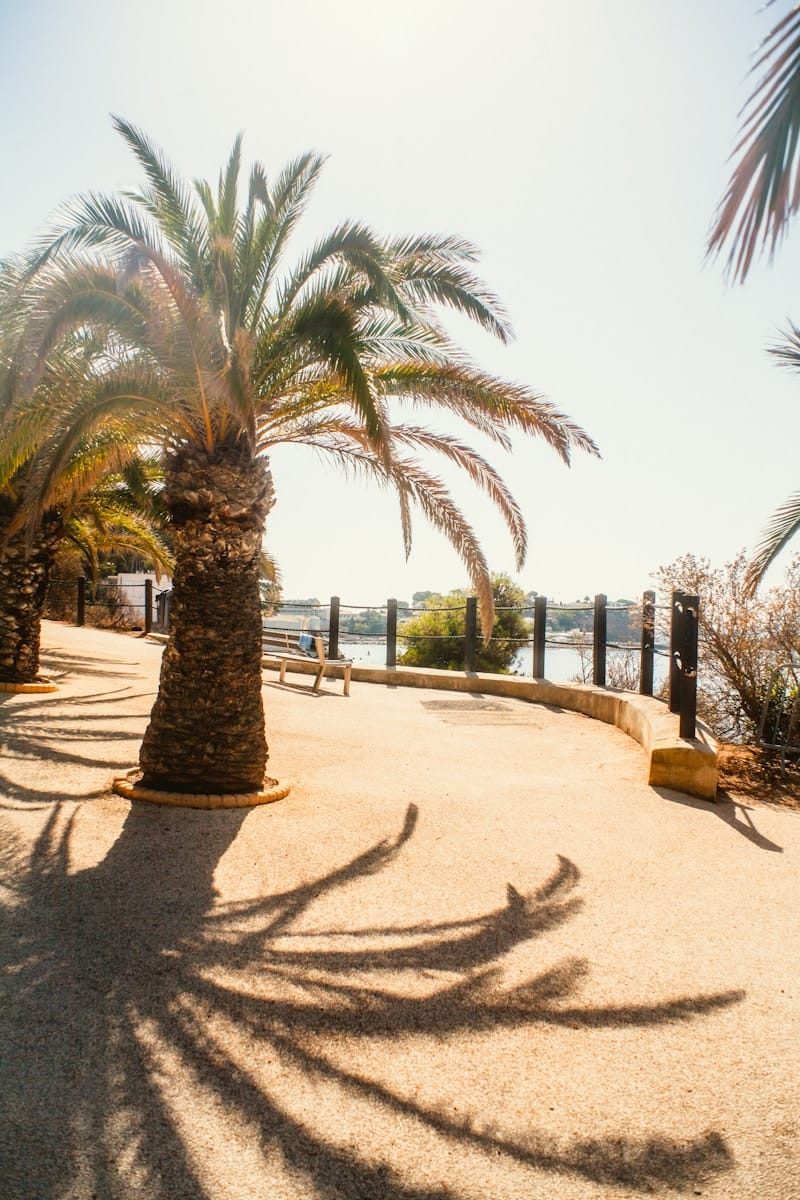 A palm tree casts a shadow on the ground